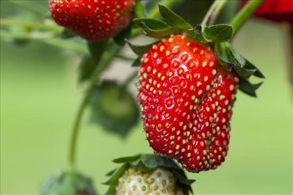 Fragaria x ananassa 'Fragoo® Toscana'