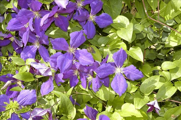 Clematis 'Jackmanii'