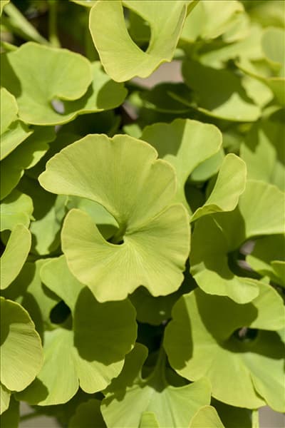Ginkgo biloba 'Mariken'