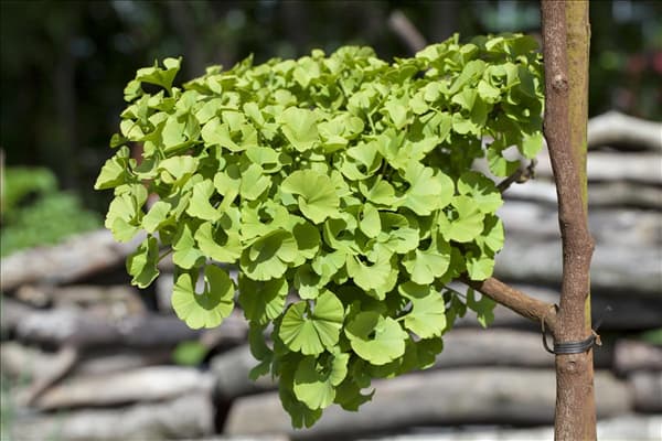 Ginkgo biloba 'Mariken'