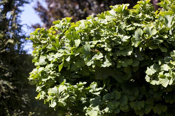 Ginkgo biloba 'Mariken'