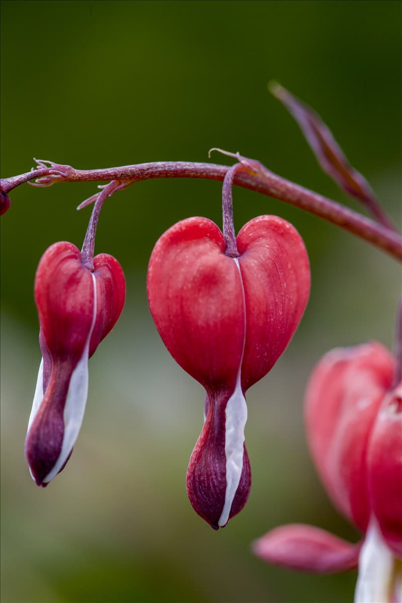 Dicentra spectabilis 'Valentine'®