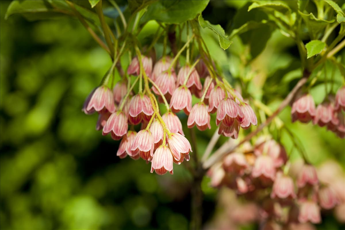 Enkianthus campanulatus