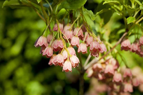 Enkianthus campanulatus