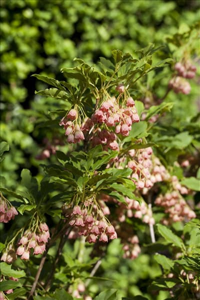 Enkianthus campanulatus