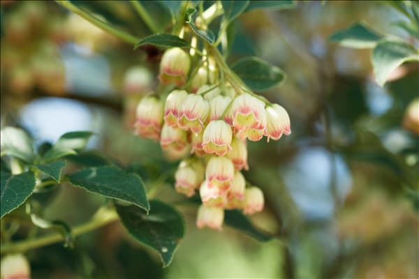 Enkianthus campanulatus