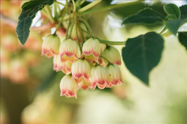 Enkianthus campanulatus