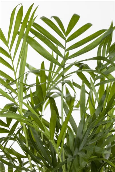 Chamaedorea elegans