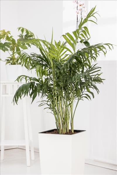 Chamaedorea elegans