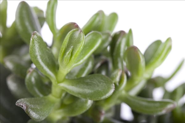 Crassula ovata 'Gollum'