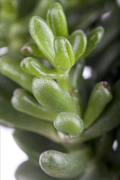 Crassula ovata