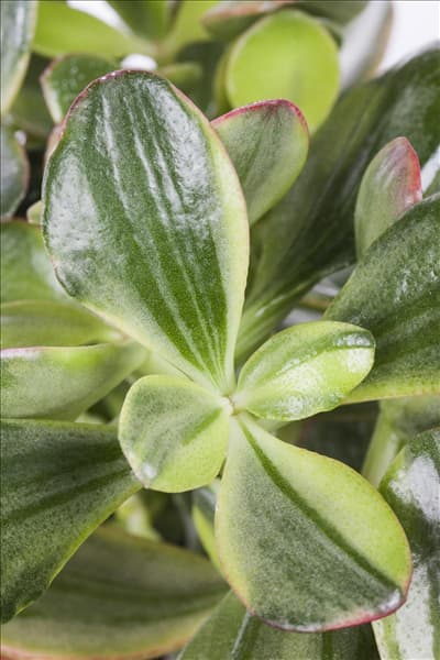 Crassula ovata