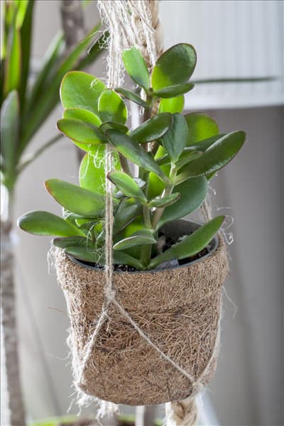 Crassula ovata