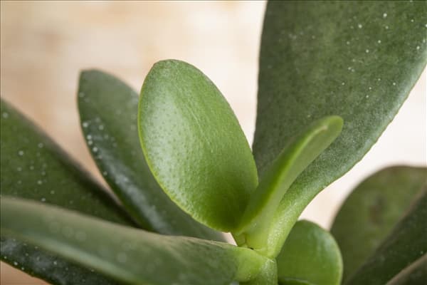 Crassula ovata