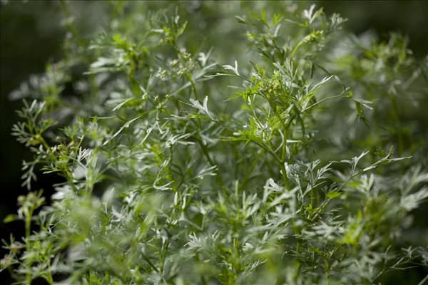 Coriandrum sativum