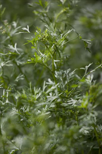 Coriandrum sativum