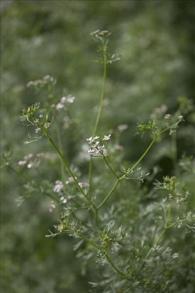 Coriandrum sativum