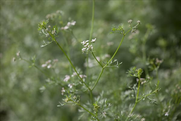 Coriandrum sativum