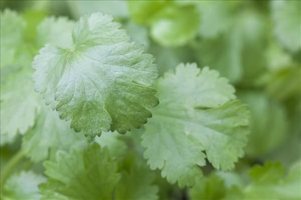 Coriandrum sativum