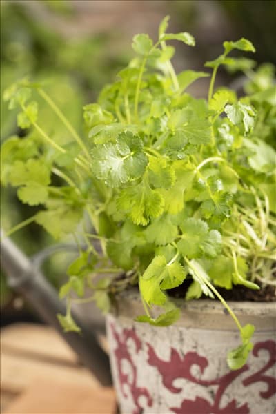 Coriandrum sativum