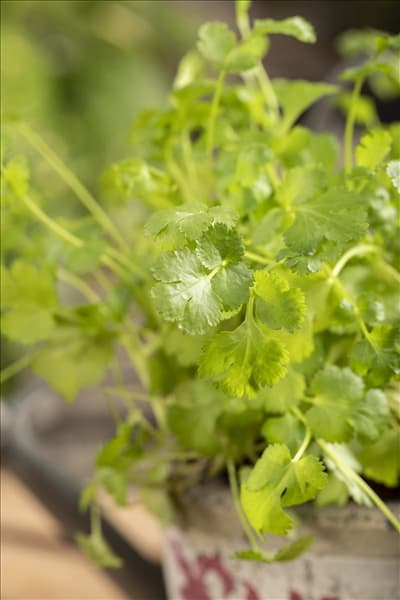Coriandrum sativum