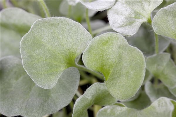 Dichondra argentea 'Silver Falls'