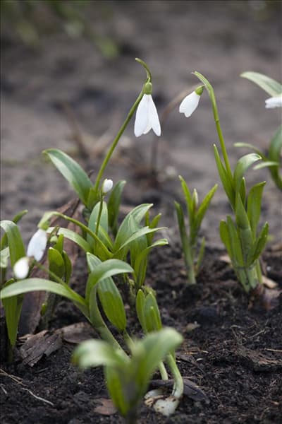 Galanthus