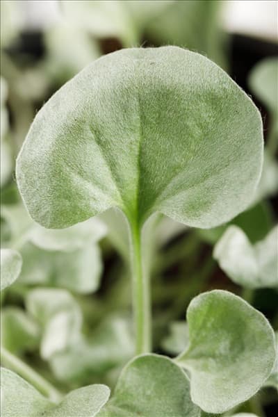 Dichondra argentea 'Silver Falls'