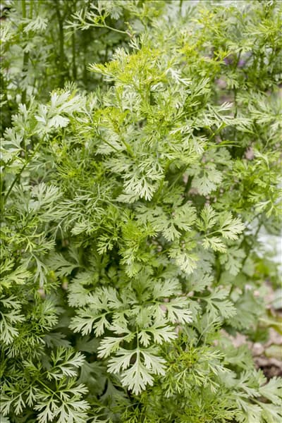 Daucus