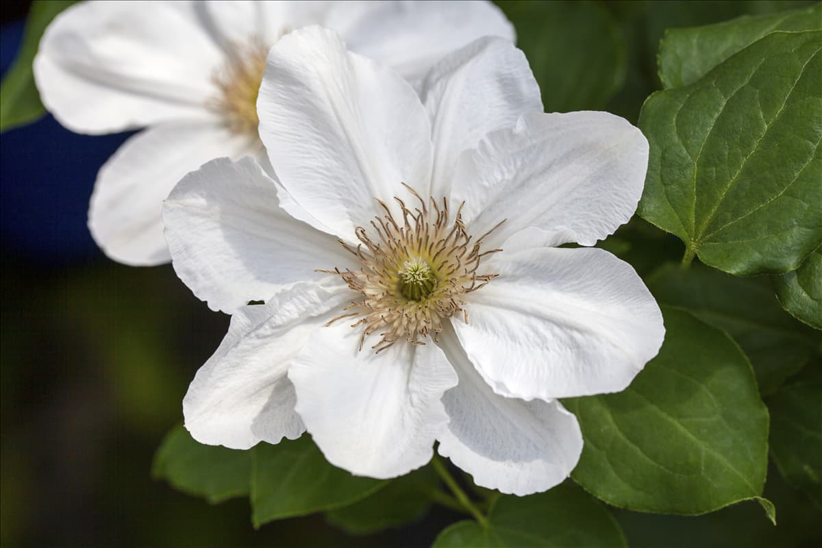Clematis 'Juliane'