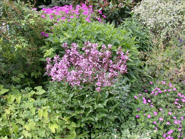 Dictamnus albus