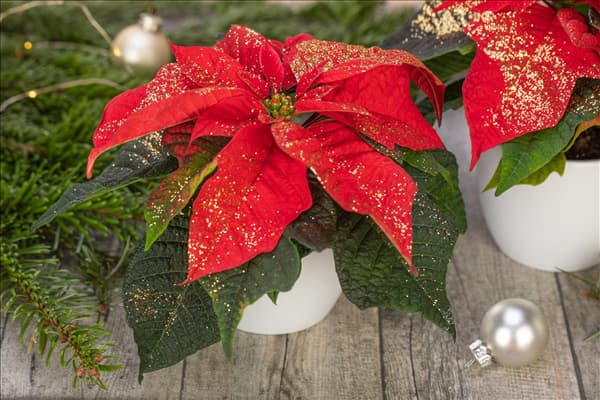 Euphorbia pulcherrima, rot