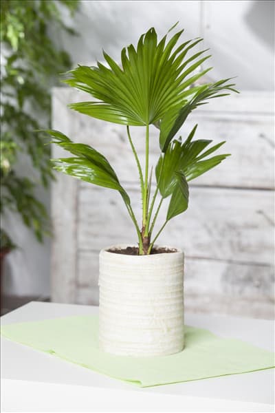 Chamaerops humilis