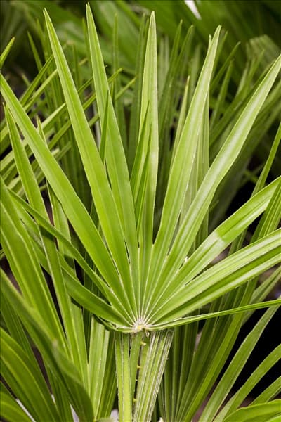 Chamaerops humilis