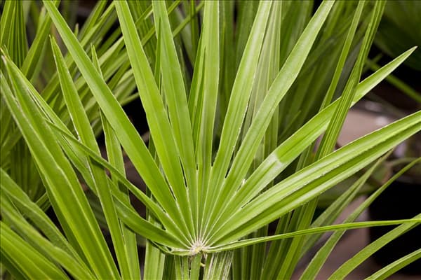 Chamaerops humilis