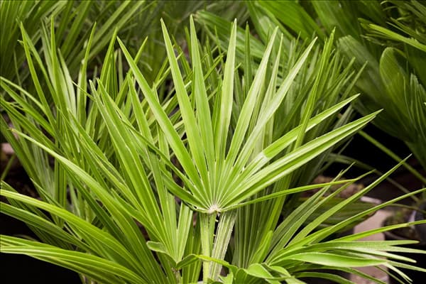 Chamaerops humilis