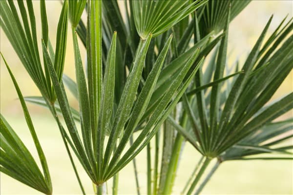 Chamaerops humilis