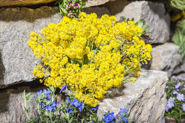 Aurinia saxatilis