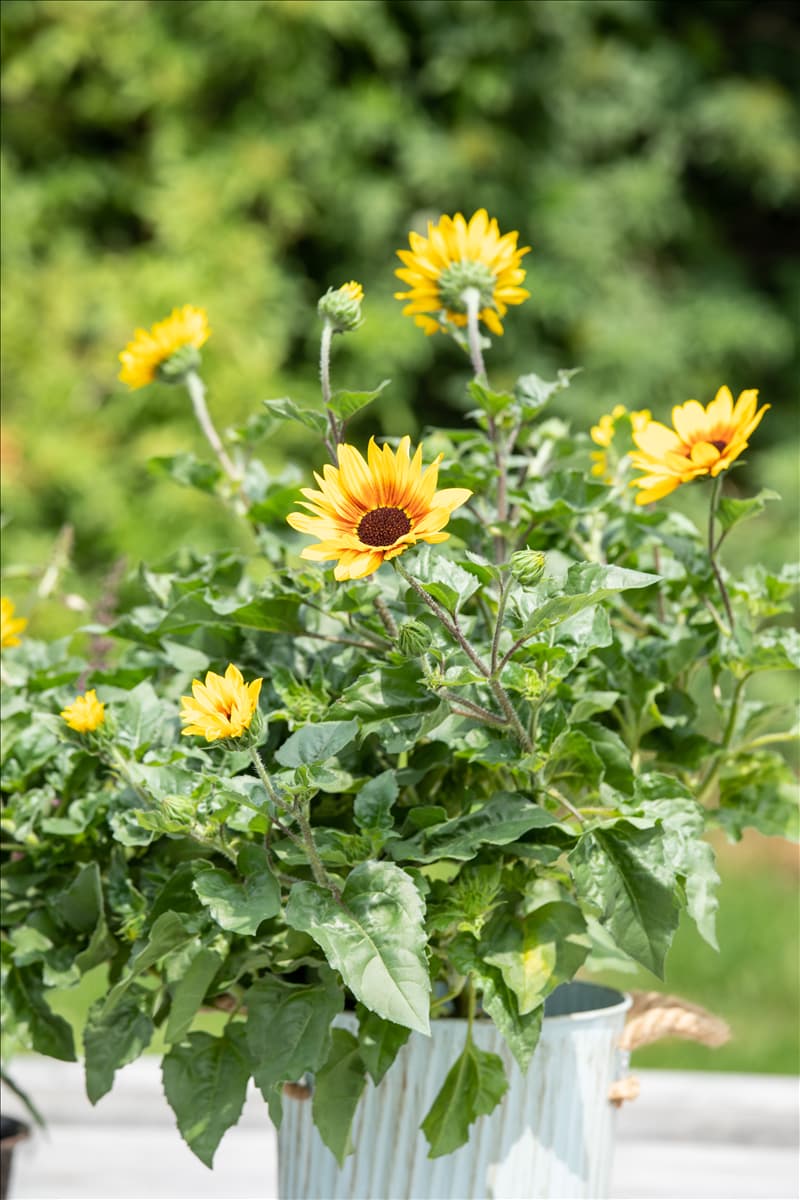 Helianthus annuus 'SunBelievable'®