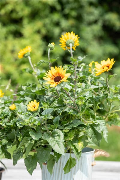 Helianthus annuus 'SunBelievable'®