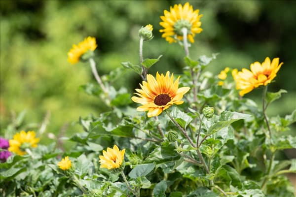 Helianthus annuus 'SunBelievable'®