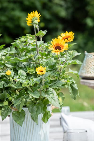 Helianthus annuus 'SunBelievable'®