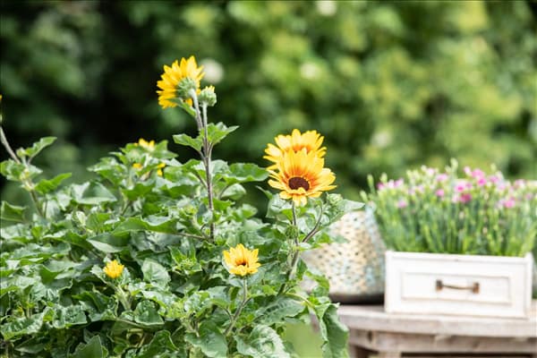 Helianthus annuus 'SunBelievable'®