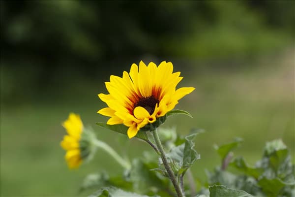 Helianthus annuus 'SunBelievable'®