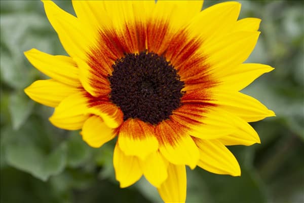 Helianthus annuus 'SunBelievable'®