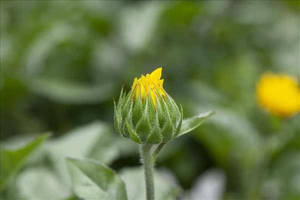Helianthus annuus 'SunBelievable'®