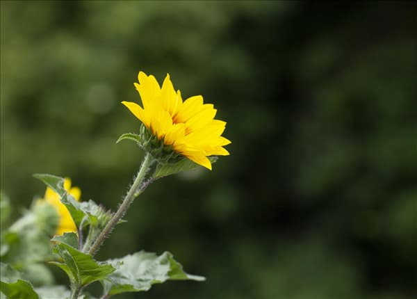 Helianthus annuus 'SunBelievable'®