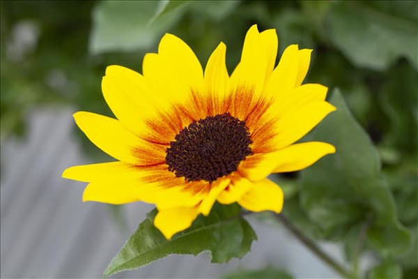 Helianthus annuus 'SunBelievable'®