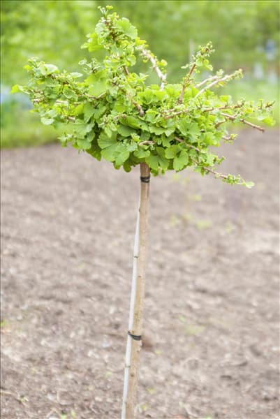 Ginkgo biloba 'Troll'