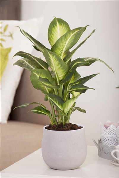 Dieffenbachia maculata